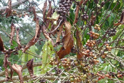 Coffee_coffee wilt disease