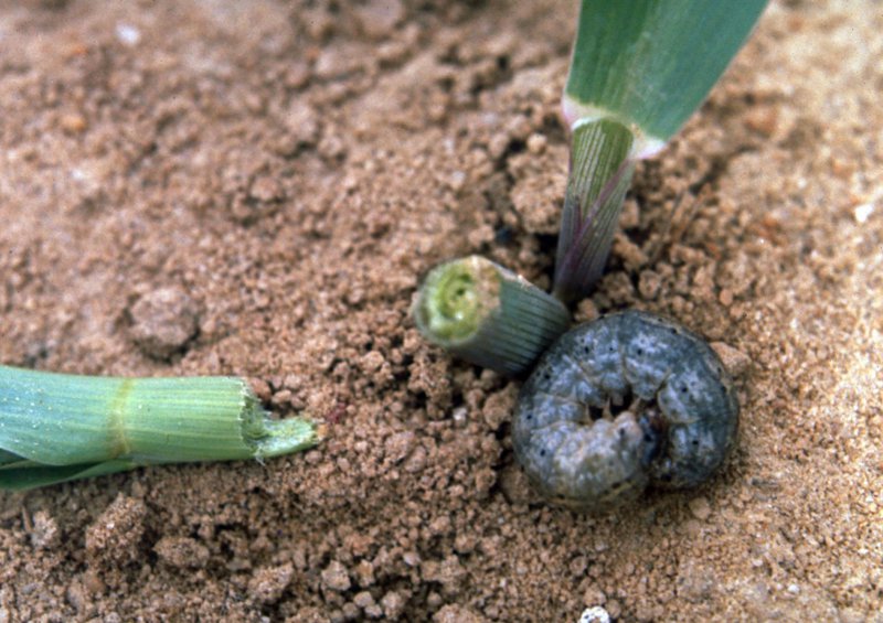 Maize_cutworms