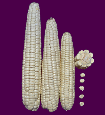 Maize seeds