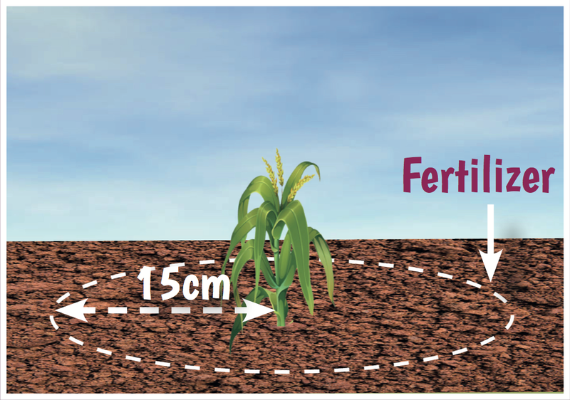 Maize_fertilizer