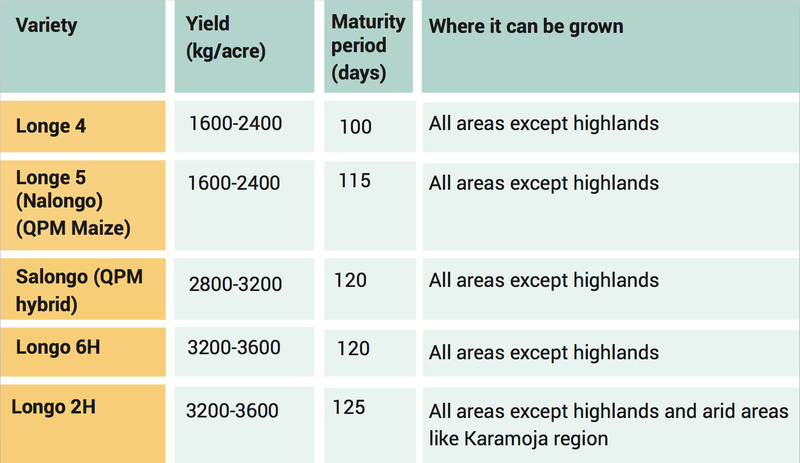 Maize_seed varieties