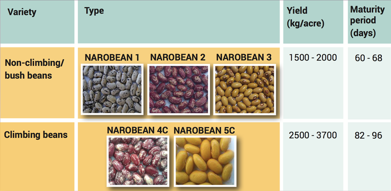 Beans_varieties