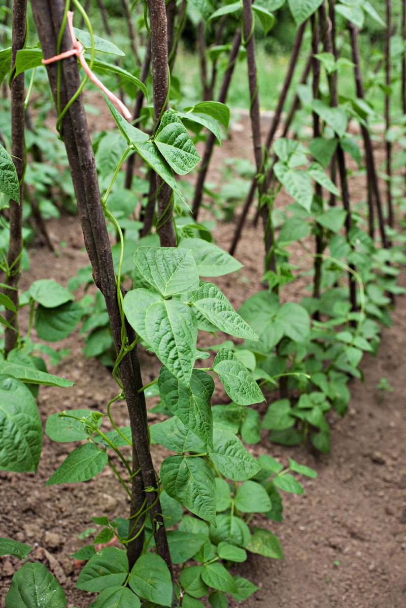 Beans_climbing variety