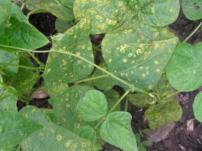 Beans_anthracnose