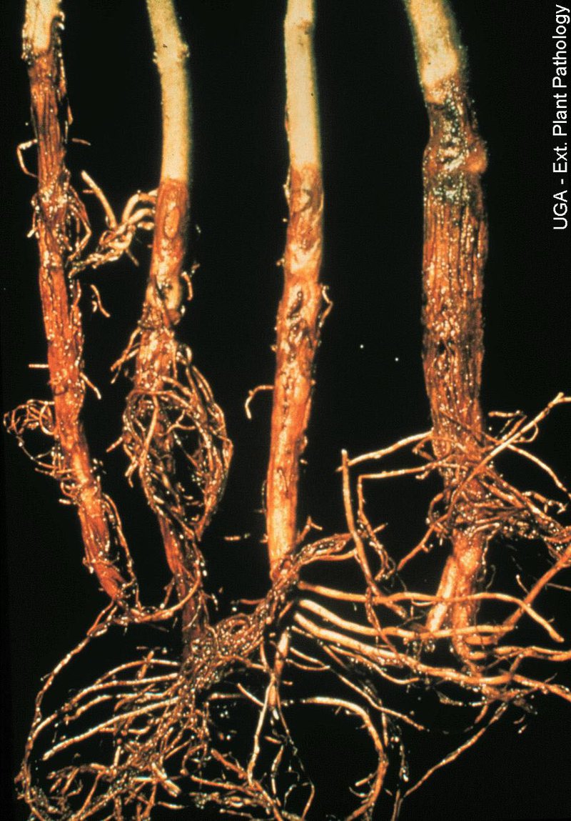 Root rot