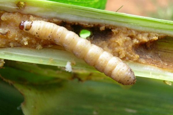 Maize_stalk borer