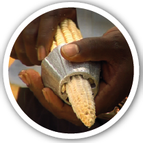 Maize_shelling