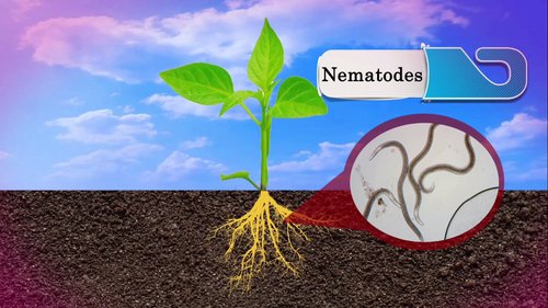 Nematodes