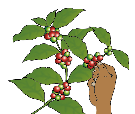 Coffee_harvesting